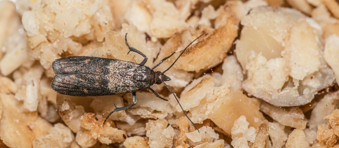 Pourquoi j’ai des mites chez moi et comment éviter l’invasion ? Pourquoi j'ai des mites chez moi et comment éviter l'invasion ?